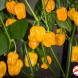 Habanero, West Indian Yellow