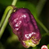 Black Scorpion Tongue