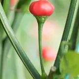 Brazilian Mini Pumpkin