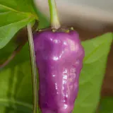 Black Scorpion Tongue