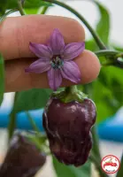 Black Scorpion Tongue