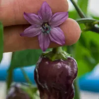 Black Scorpion Tongue