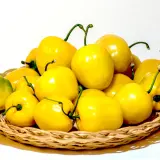 Rocoto, Canario