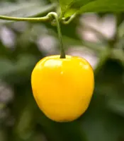 Rocoto, Canario