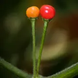 CGN 22794 (C. praetermissum)