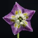 CGN 22794 (C. praetermissum)