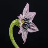 Purple Bhut Jolokia