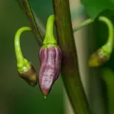 Purple Bhut Jolokia