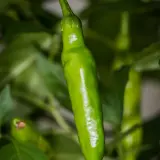 Duke Aji