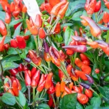 Fatalii’s Chili Seed Advent Calendar (Limited 2023 Edition)