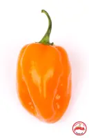 Habanero, Orange