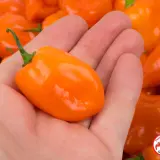 Habanero Orange chilimylly 15g