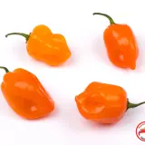 Habanero Orange chilimylly 15g