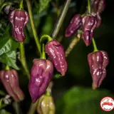 Purple Bhut Jolokia