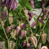 Purple Bhut Jolokia