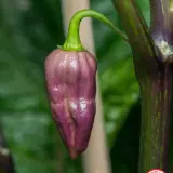 Purple Bhut Jolokia