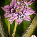 Purple Bhut Jolokia