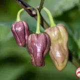 Purple Bhut Jolokia