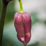 Purple Bhut Jolokia