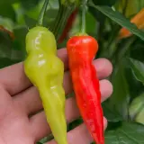 Chilimix: Aji Cristal