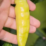 Aji Cristal