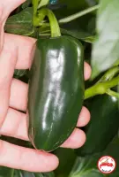 Jalapeno, Jalapa