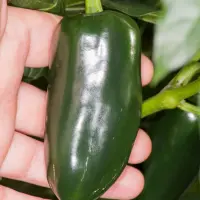 Jalapeno, Jalapa