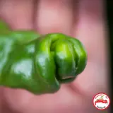 Peter Pepper