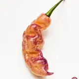 Pink Tiger