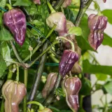 Purple Bhut Jolokia