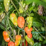 Purple Bhut Jolokia