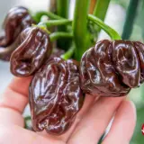 Chocolate Scotch Bonnet