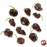 Chocolate Scotch Bonnet