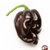 Chocolate Scotch Bonnet