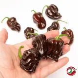 Chocolate Scotch Bonnet