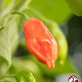 Fatalii’s Chili Seed Advent Calendar (Limited 2023 Edition)