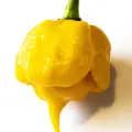 Carolina Reaper, Yellow