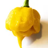 Carolina Reaper, Yellow