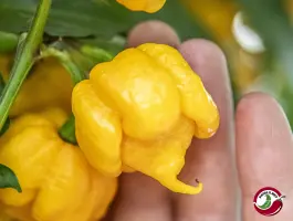 Carolina Reaper, Yellow