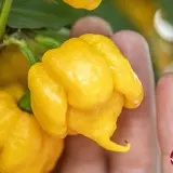 Fatalii's Beginner Chili Pack - Medium (6 + 1 varieties)