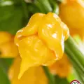 Carolina Reaper, Yellow