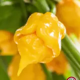 Carolina Reaper, Yellow