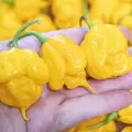 Carolina Reaper, Yellow