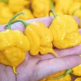 Carolina Reaper, Yellow