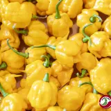 Carolina Reaper, Yellow