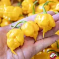 Carolina Reaper, Yellow