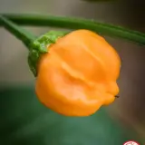 Aji Mango