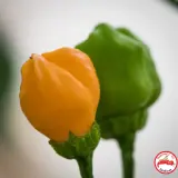 Aji Mango