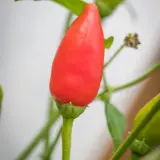 Aji Flor Morado