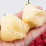 Cream Fantasy